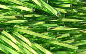 Bugle Beads - 20080
