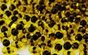 Farfalle Seeds - 20105